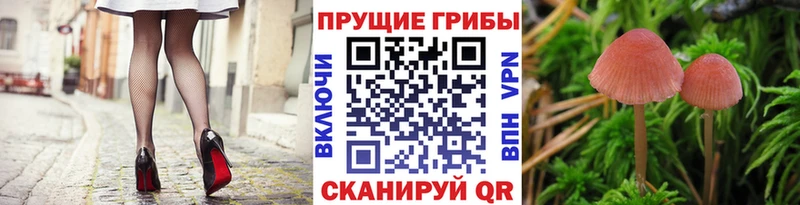 где продают   Тарко-Сале  Псилоцибиновые грибы ЛСД 